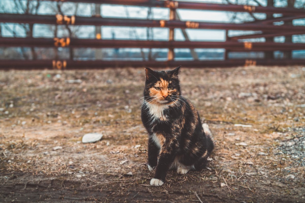 Ты приходишь в мой двор и пытаешься накормить меня вчерашней курочкой. Ненадо так Ты приходишь в мой двор и пытаешься накормить меня вчерашней курочкой. Ненадо так