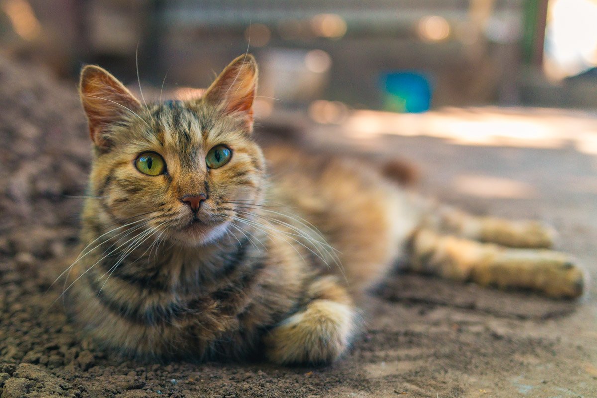 У тебя новый черный свитер? Иди сюда У тебя новый черный свитер? Иди сюда