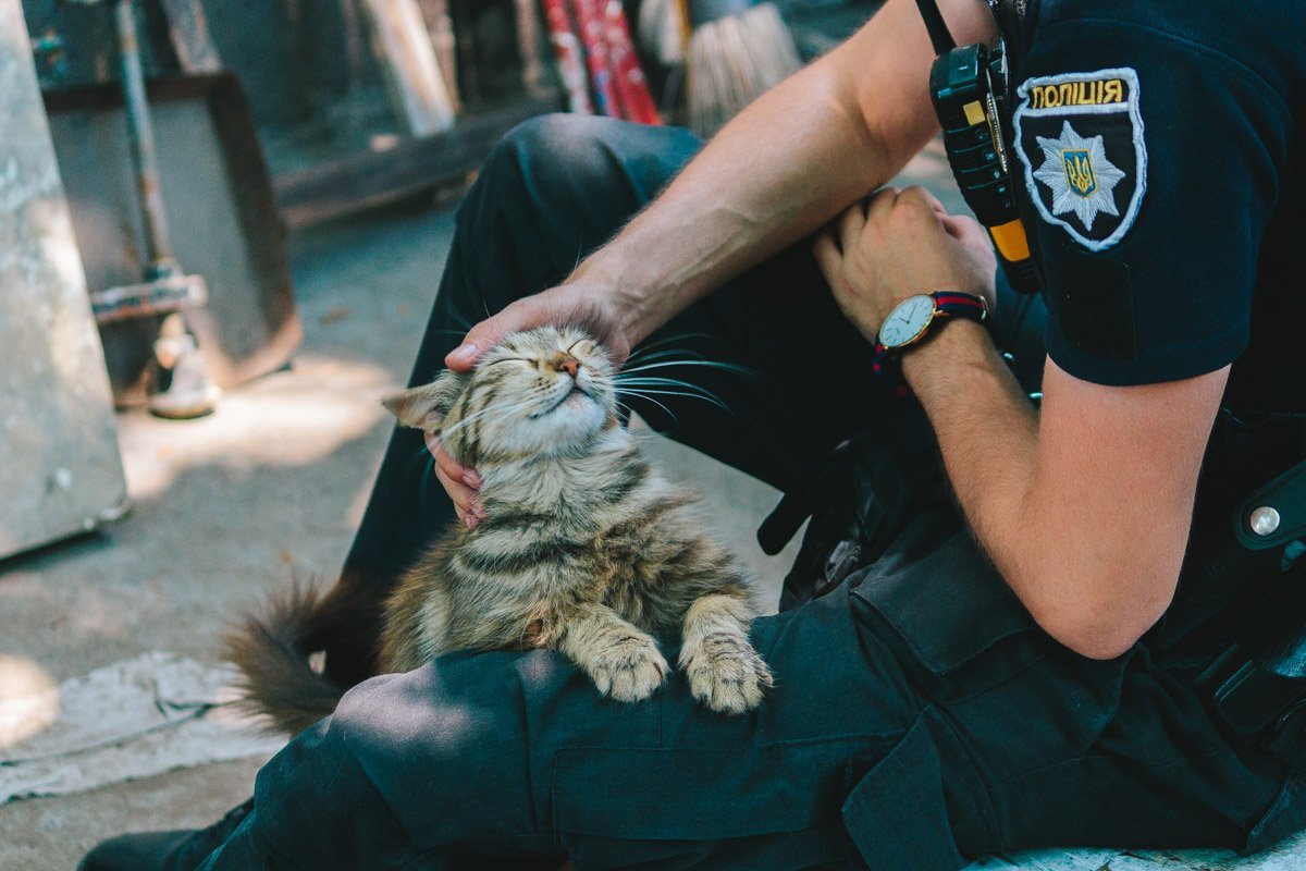 Кот, это когда ты сожрал вещдок, а тебя еще и погладили Кот, это когда ты сожрал вещдок, а тебя еще и погладили