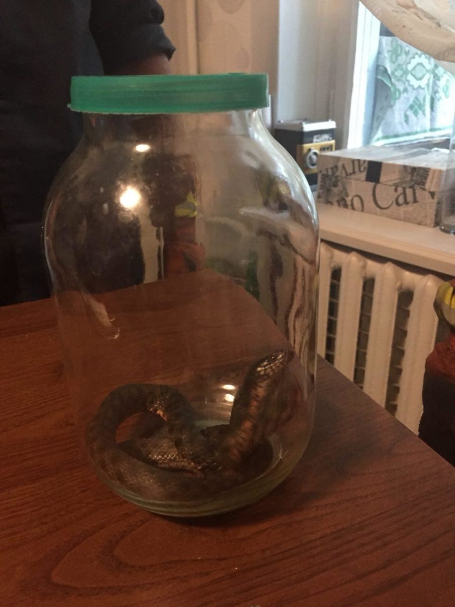 5 августа змея "взяла в заложники" владельцев одной из квартир