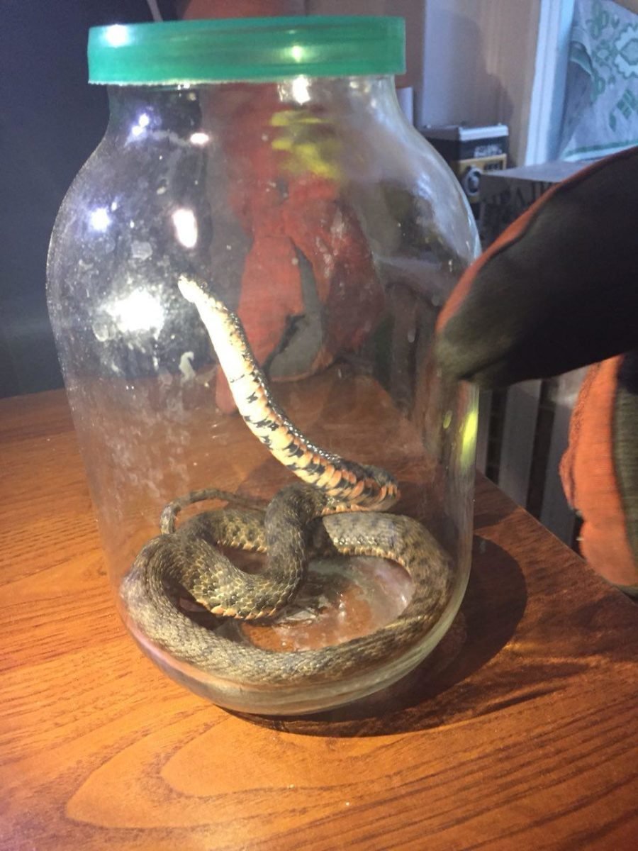 Сотрудники спецслужбы быстро установили местонахожденте незванного гостя и закрыли в банке