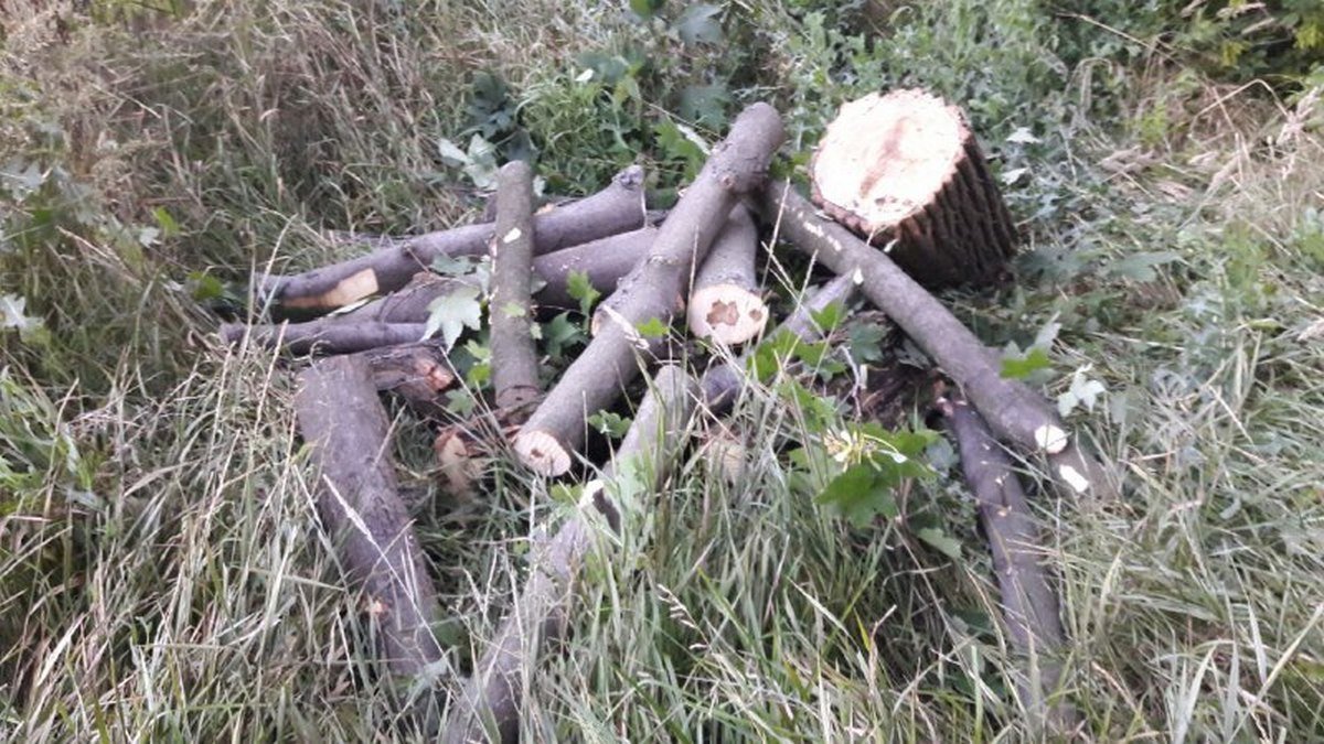 Браконьеры бензопилами распиливали ранее поваленные деревья Браконьеры бензопилами распиливали ранее поваленные деревья