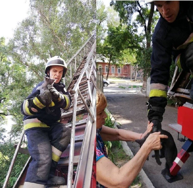 Спасатели помогли снять кота с дерева Спасатели помогли снять кота с дерева