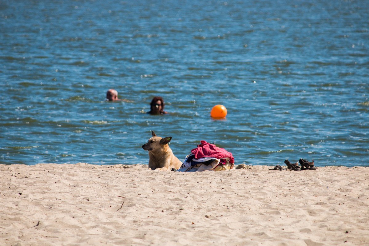 Днепр дружелюбен к отдыху с животными