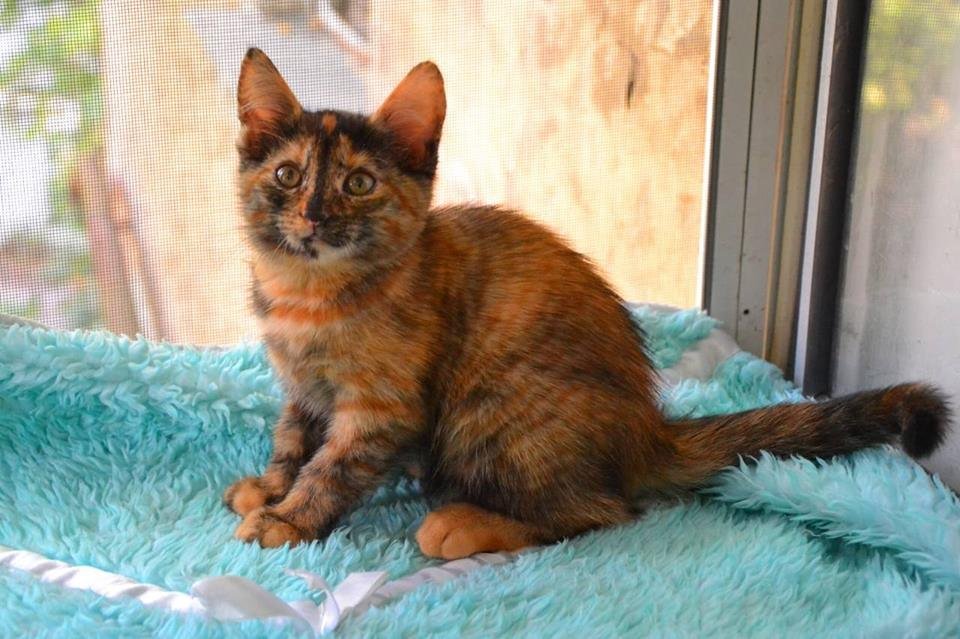 Готова любить всем сердцем