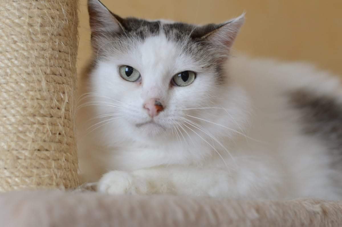 Смотрит на тебя, как на хозяина