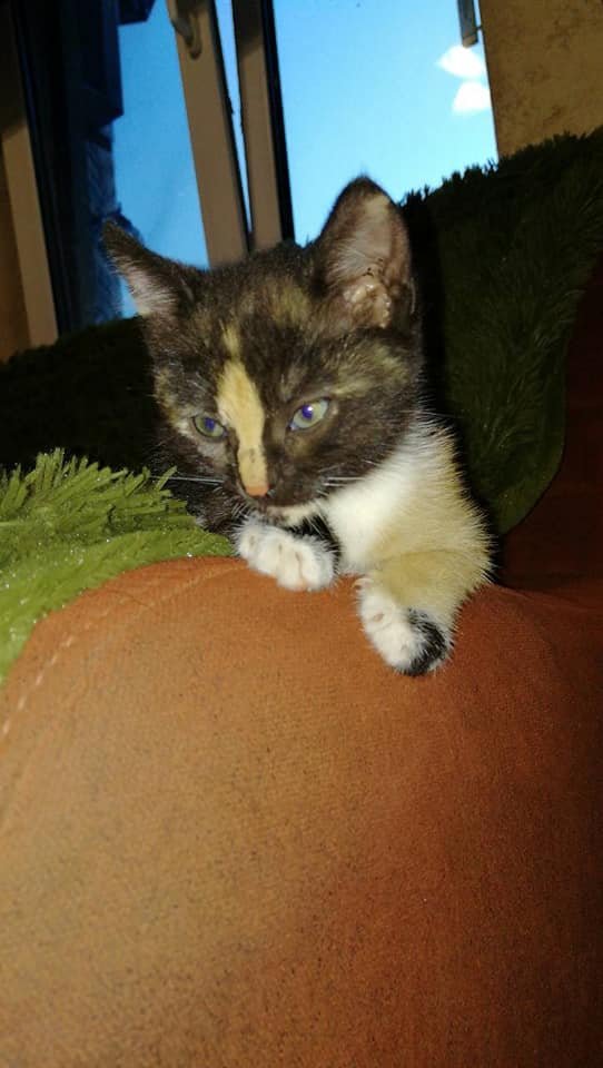 Маленькая кошка ищет дом