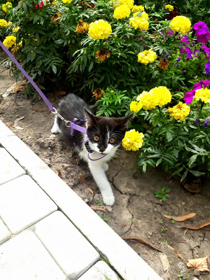 Станет лучшим другом