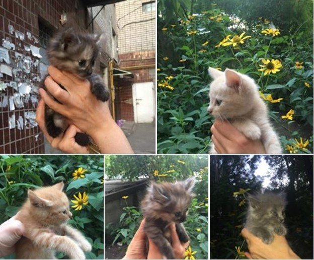 Нужно больше мимими