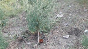 PM536image002