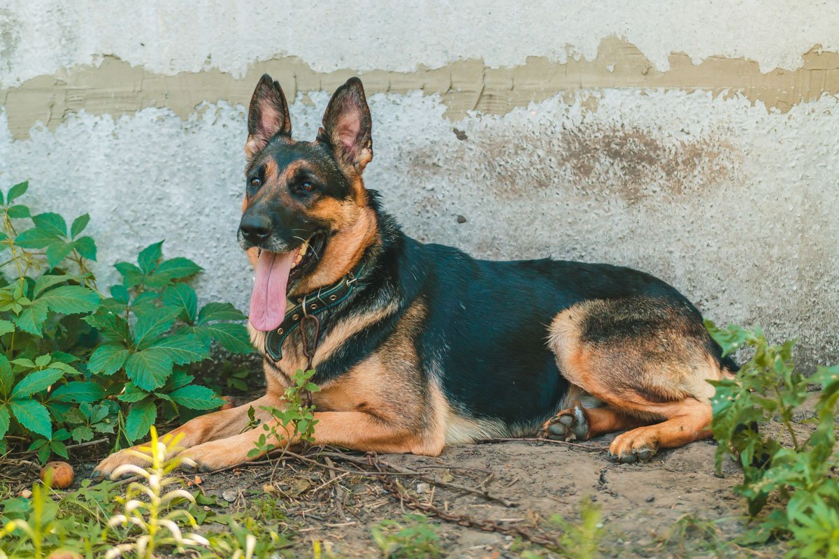 Я не знаю, насколько ты устал, но ты обязан играть со мной Я не знаю, насколько ты устал, но ты обязан играть со мной