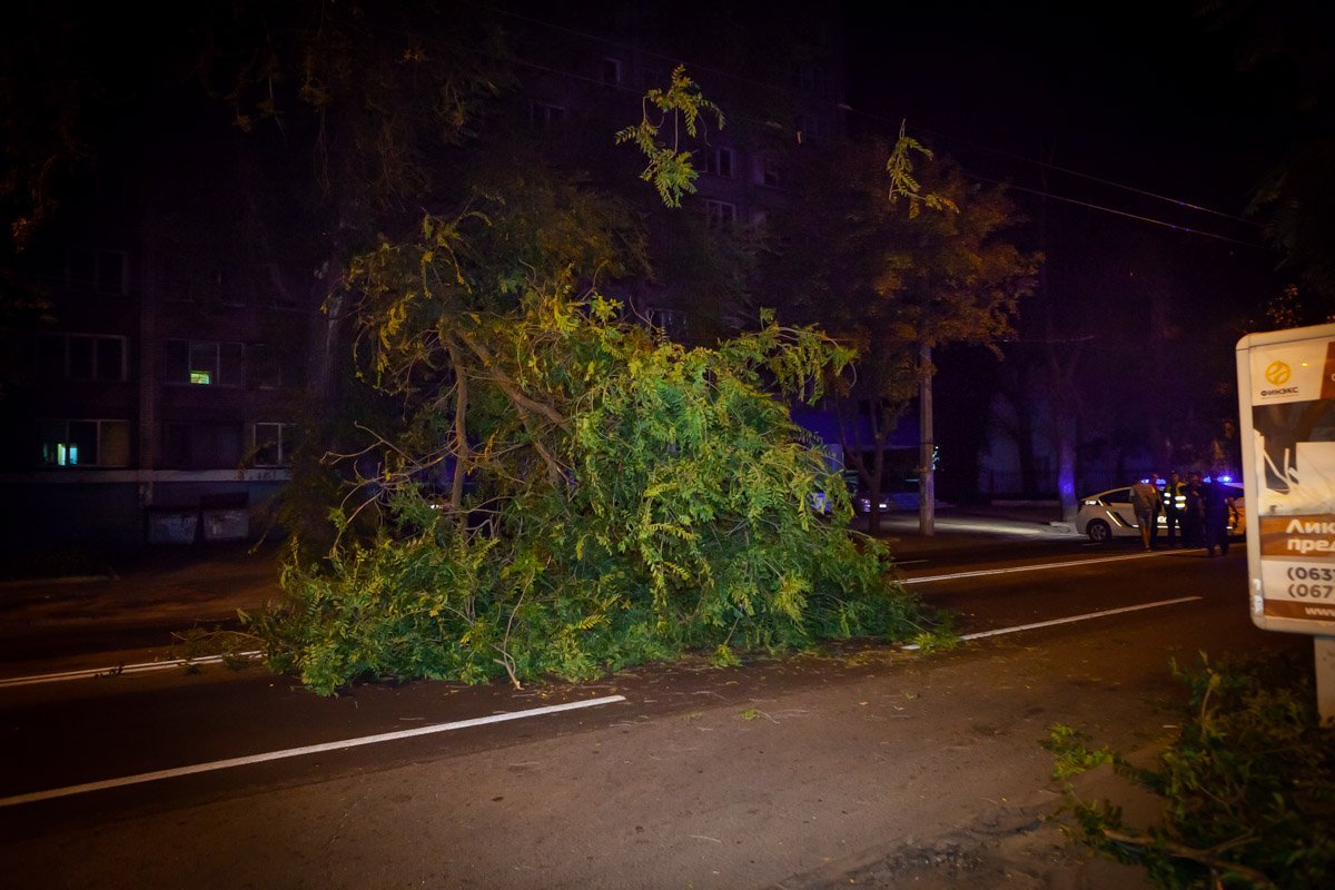 На проспекте Гагарина на проезжую часть упала огромная ветка