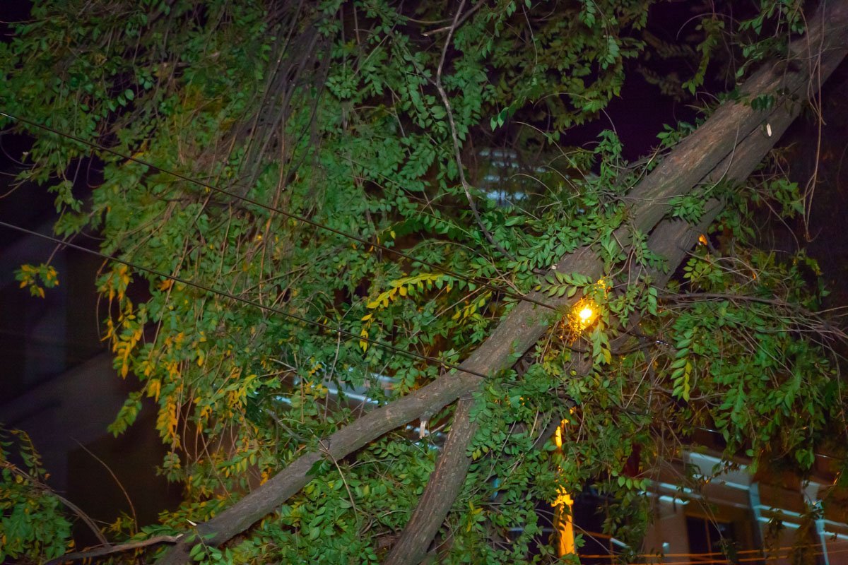 Ветка висела на проводах