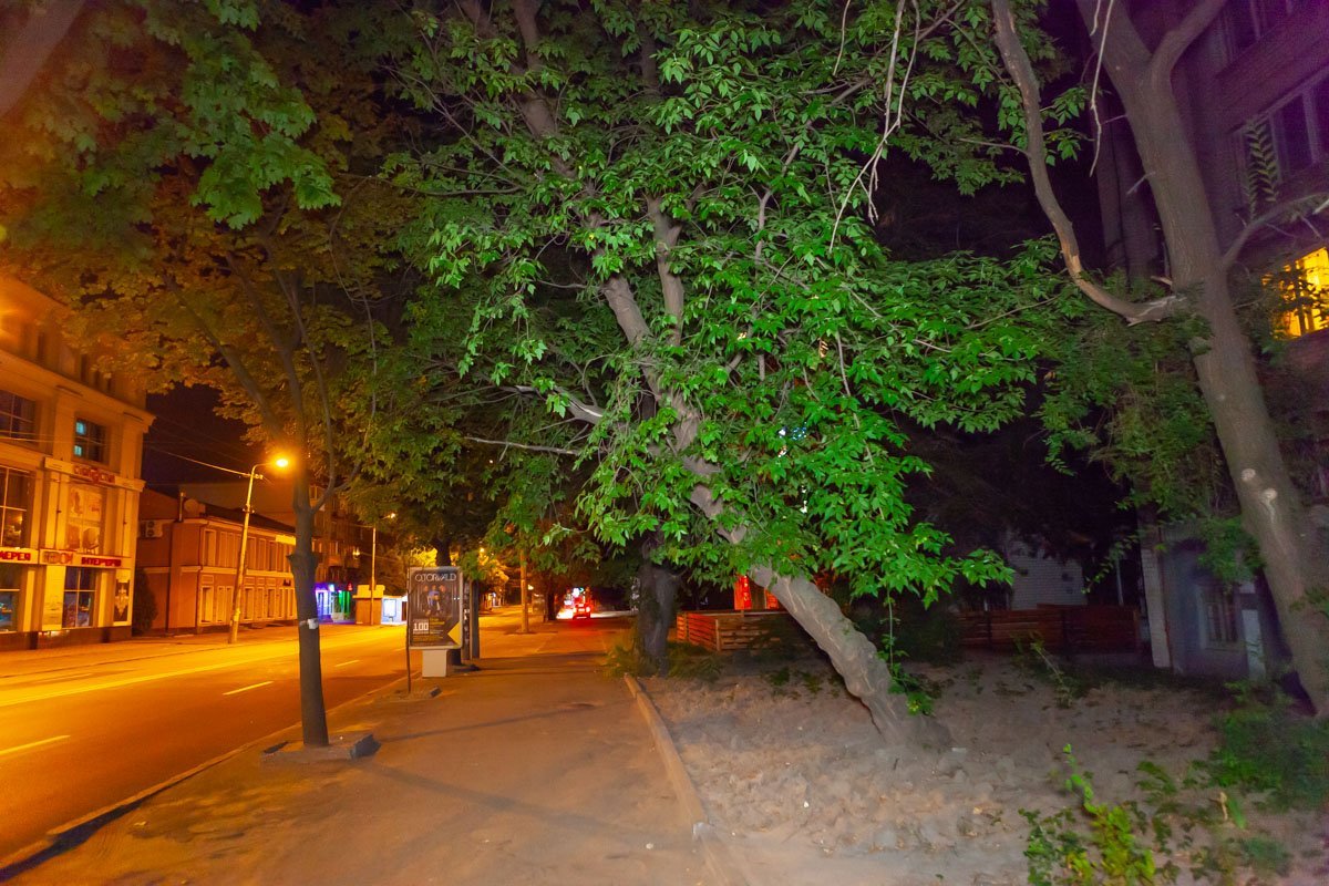 Недалеко растет клен, который угрожает жизни прохожих