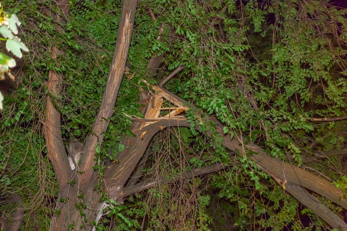 По словам охранника, дерево в аварийном состоянии 