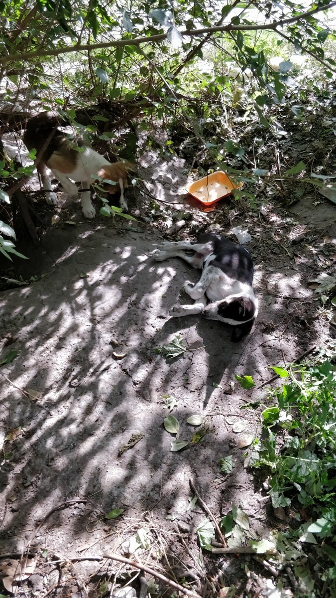 Собак в ужасном состоянии выбросили обратно на улицу