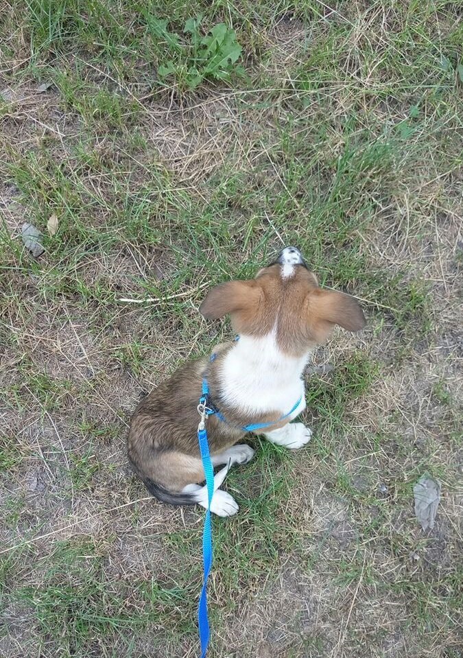 Одного щенка удалось спасти