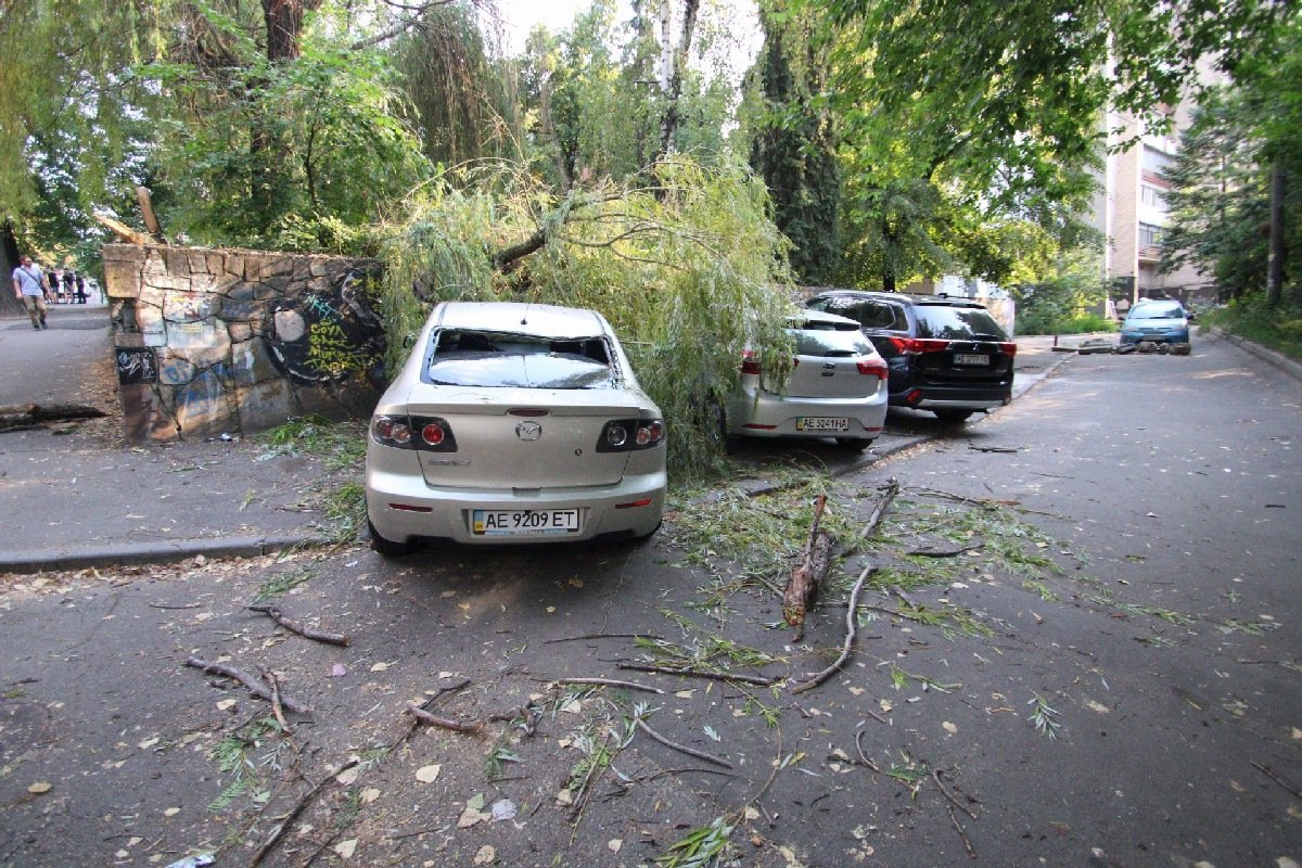 На Крутогорном спуске аварийное дерево упало прямо на припаркованные автомобили