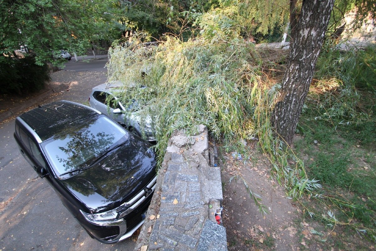 Жители давно жалуются на аварийное дерево
