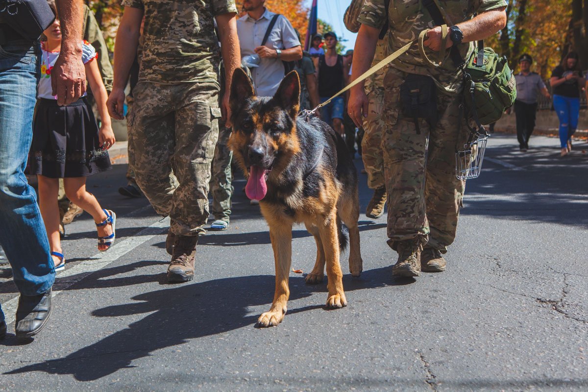 Четверолапый друг рядом в любые моменты Четверолапый друг рядом в любые моменты