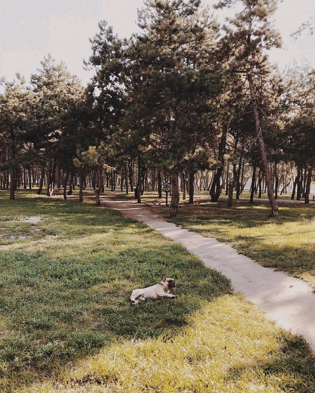 Утро в лесу. Фото: oksanasalacka