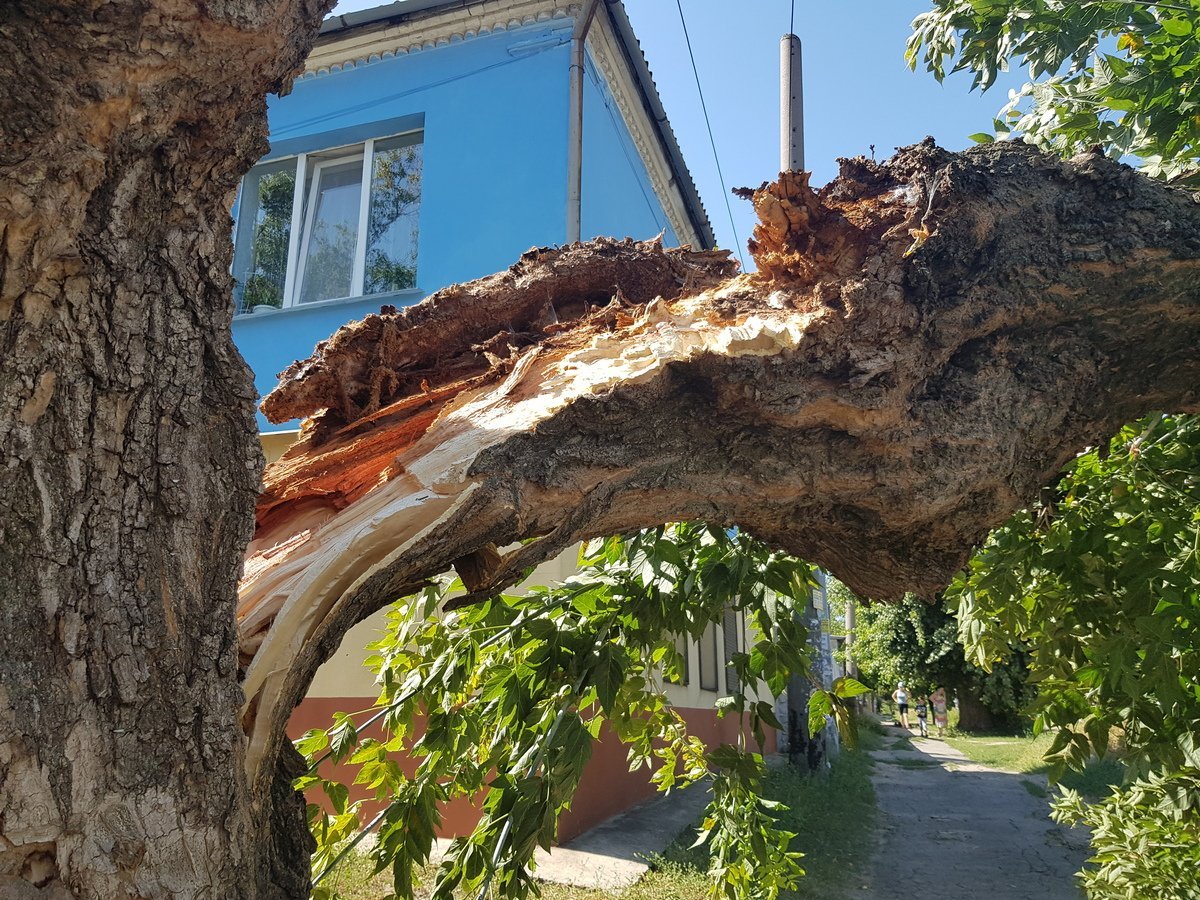 Вероятно, дерево было в аварийном состоянии