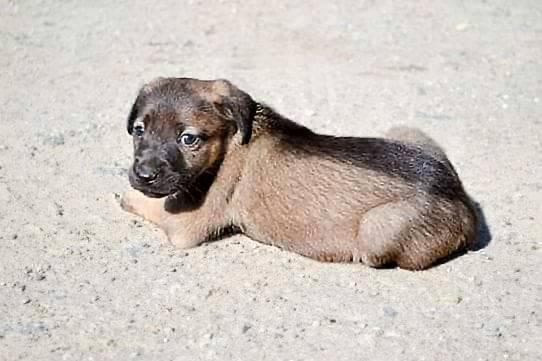 Подарите тепло и любовь: какие животные ищут дом в Днепре 3