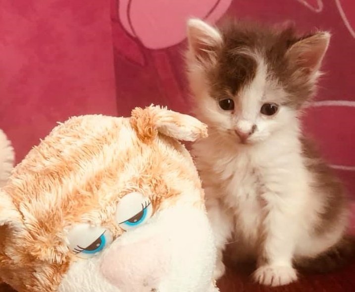 Крошка явно заслуживает лучшей жизни