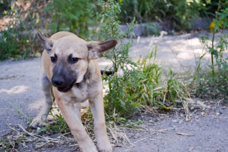 Малыш станет отличным охранником вашего дома