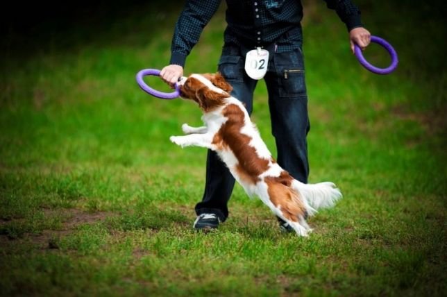 Участники состязаний получат шанс представить страну на Чемпионате Мира