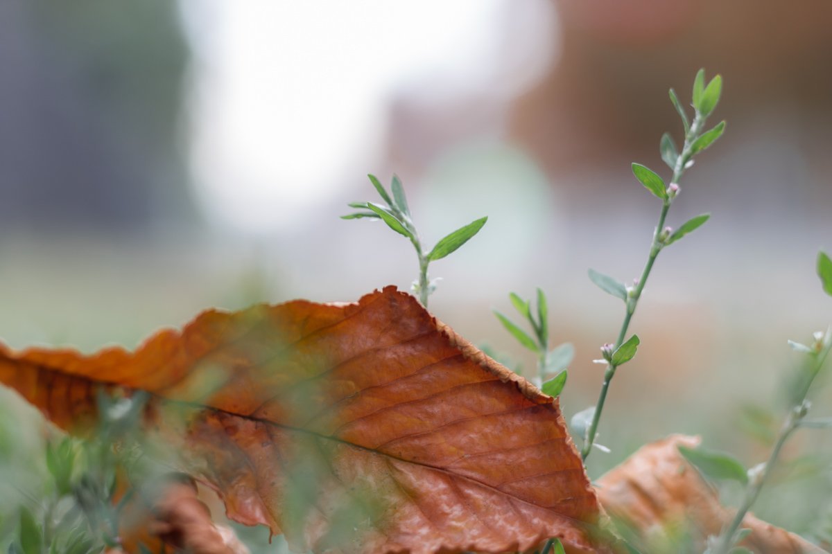Лето пытается сопротивляться