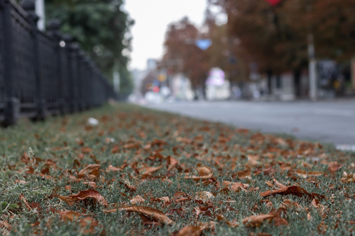Сухие листья уже накрывают зеленый газон