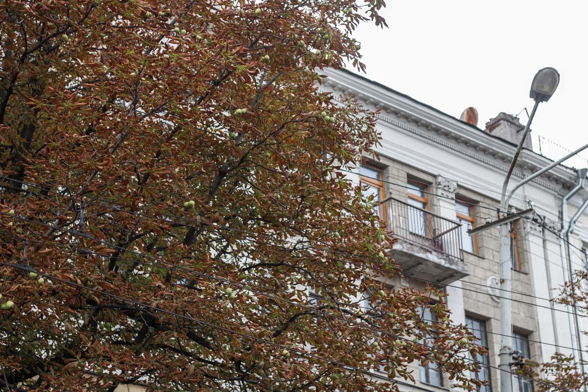 Желтые каштаны - вестники перевернутого календаря