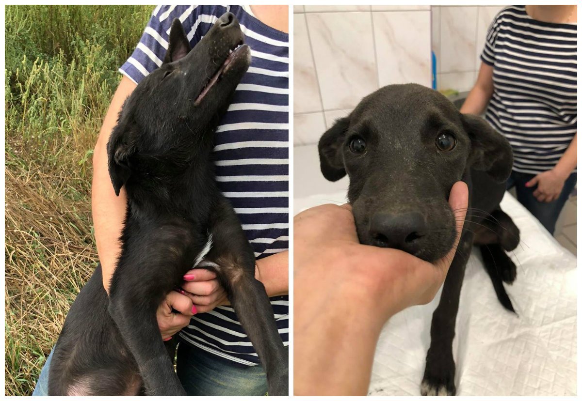 Собакен жив, здоров и готов любить Собакен жив, здоров и готов любить