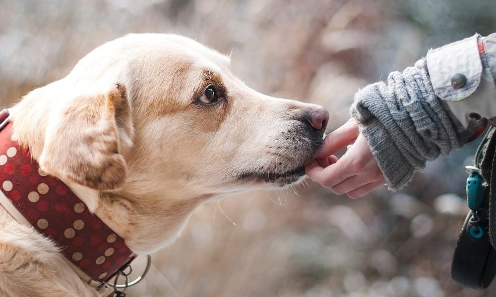 Ко Дню благотворительности: как помочь детям, животным и обездоленным людям в Днепре 2