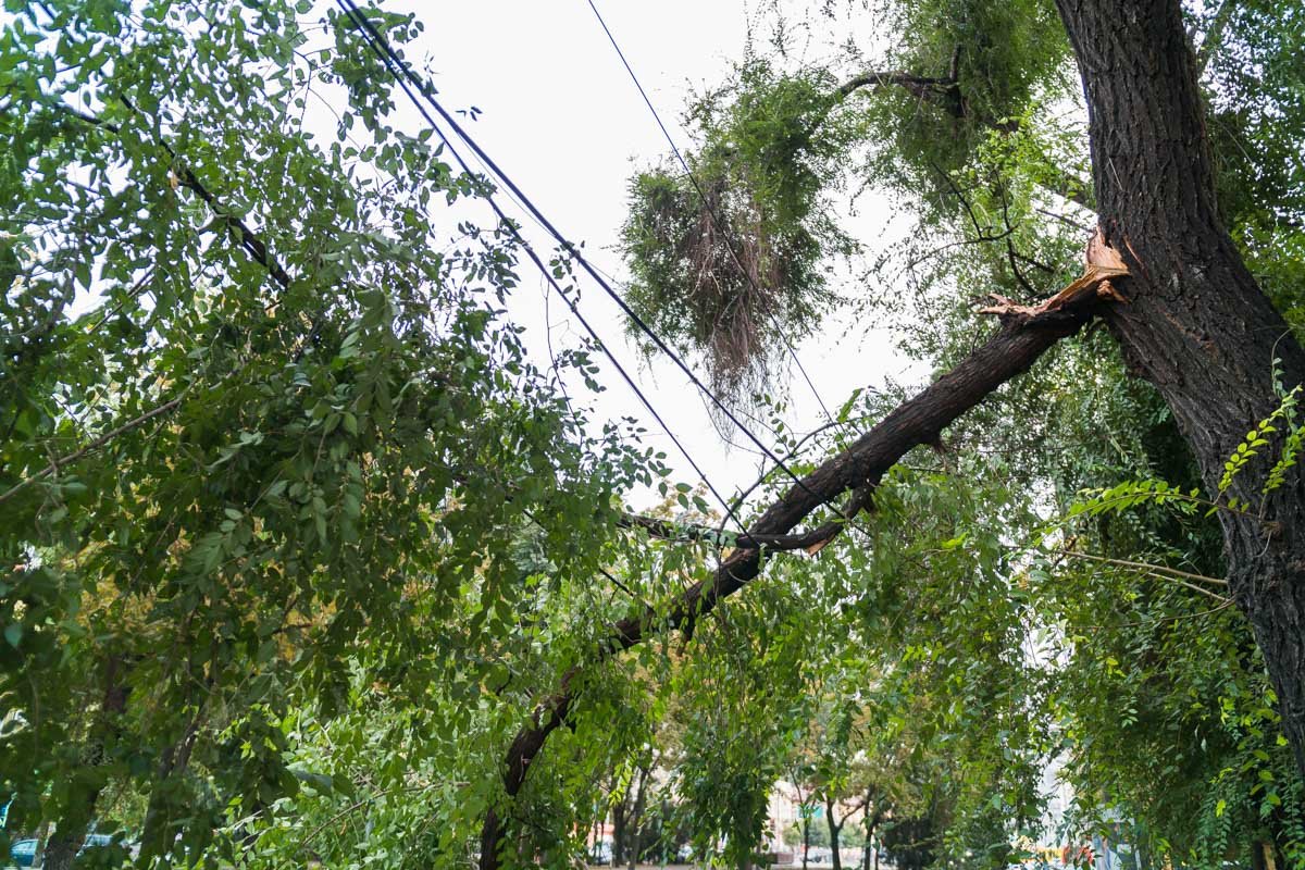 Сухая ветка откололась от ствола дерева