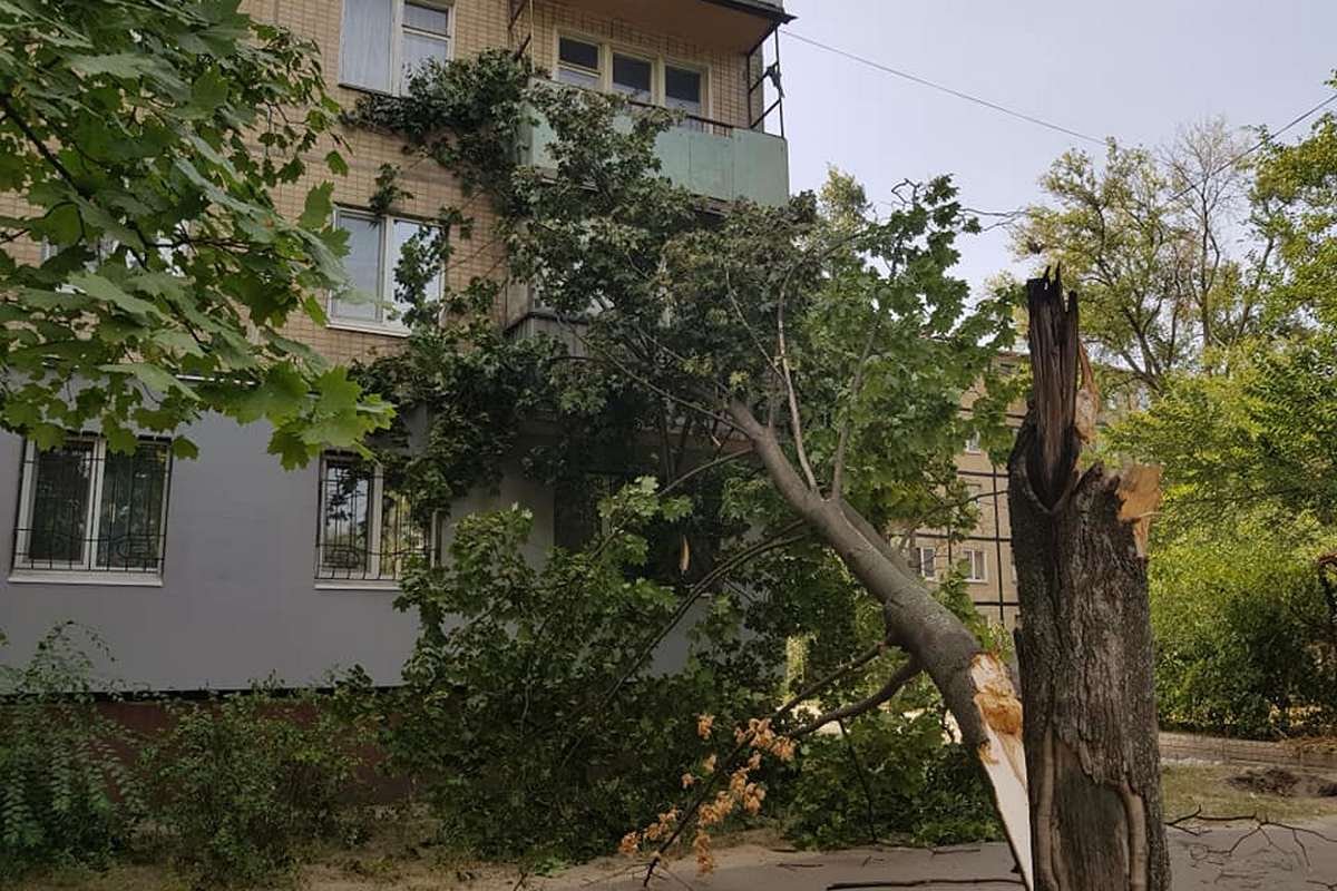 На проспекте Петра Калнышевского дерево "решило облокотиться" на дом