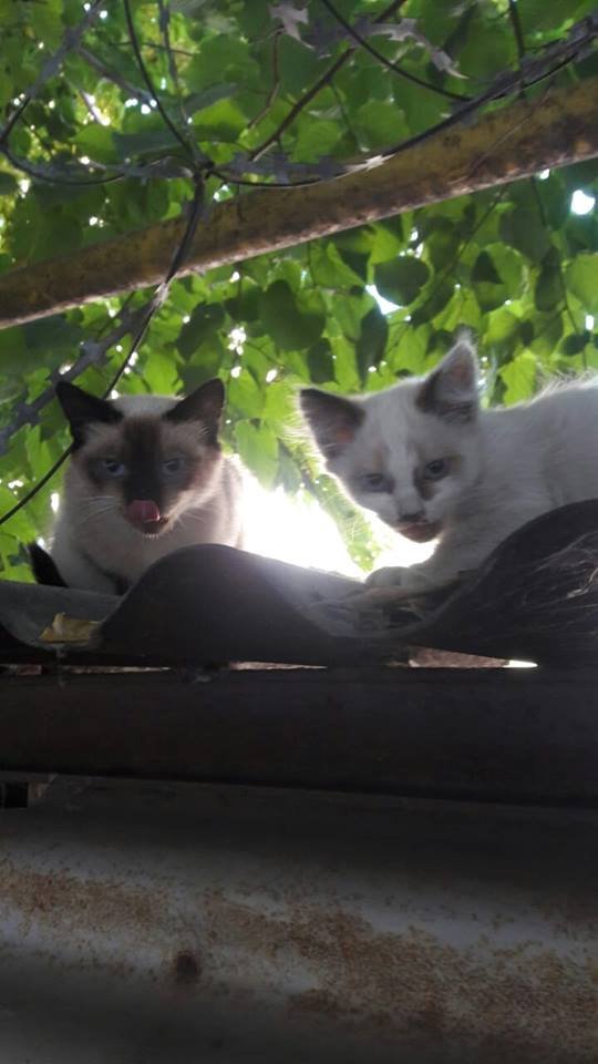 Мур-мур-мур Мур-мур-мур