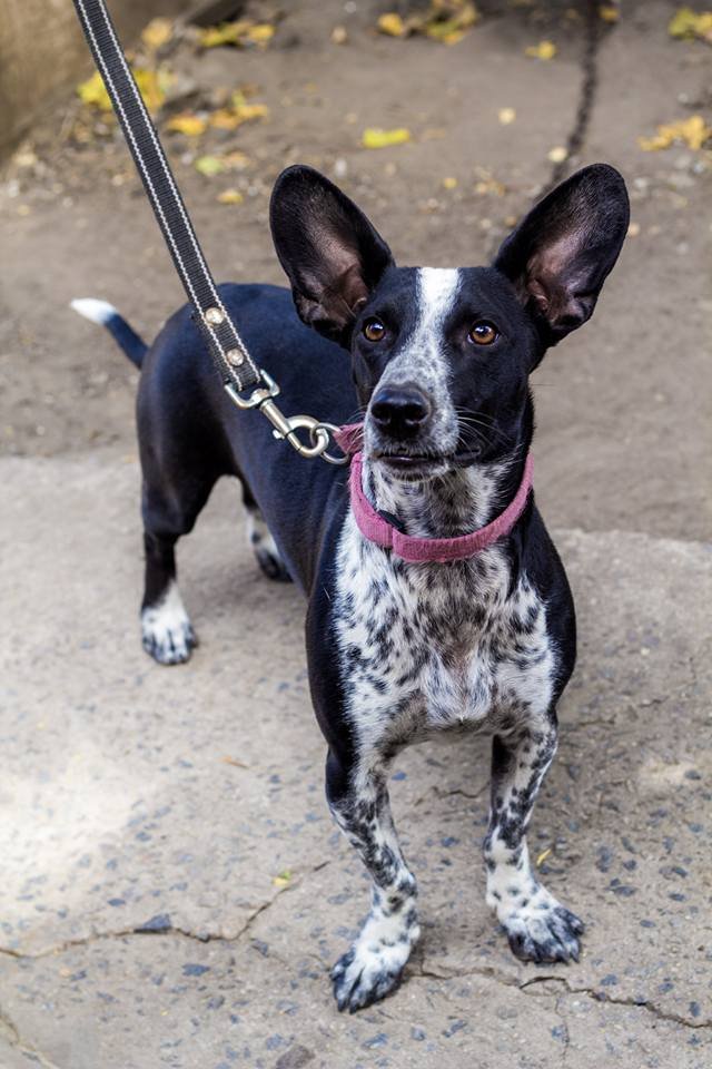 Ушастая любовь Ушастая любовь