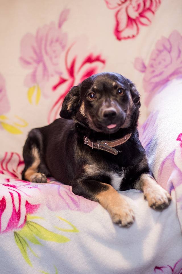 Собак-добряк Собак-добряк