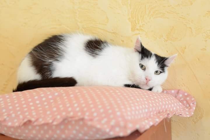 Фыр-фыр-фыр Фыр-фыр-фыр