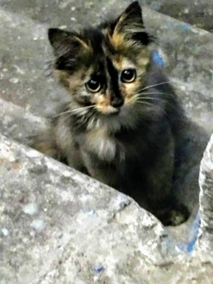 Буду лучшим другом Буду лучшим другом