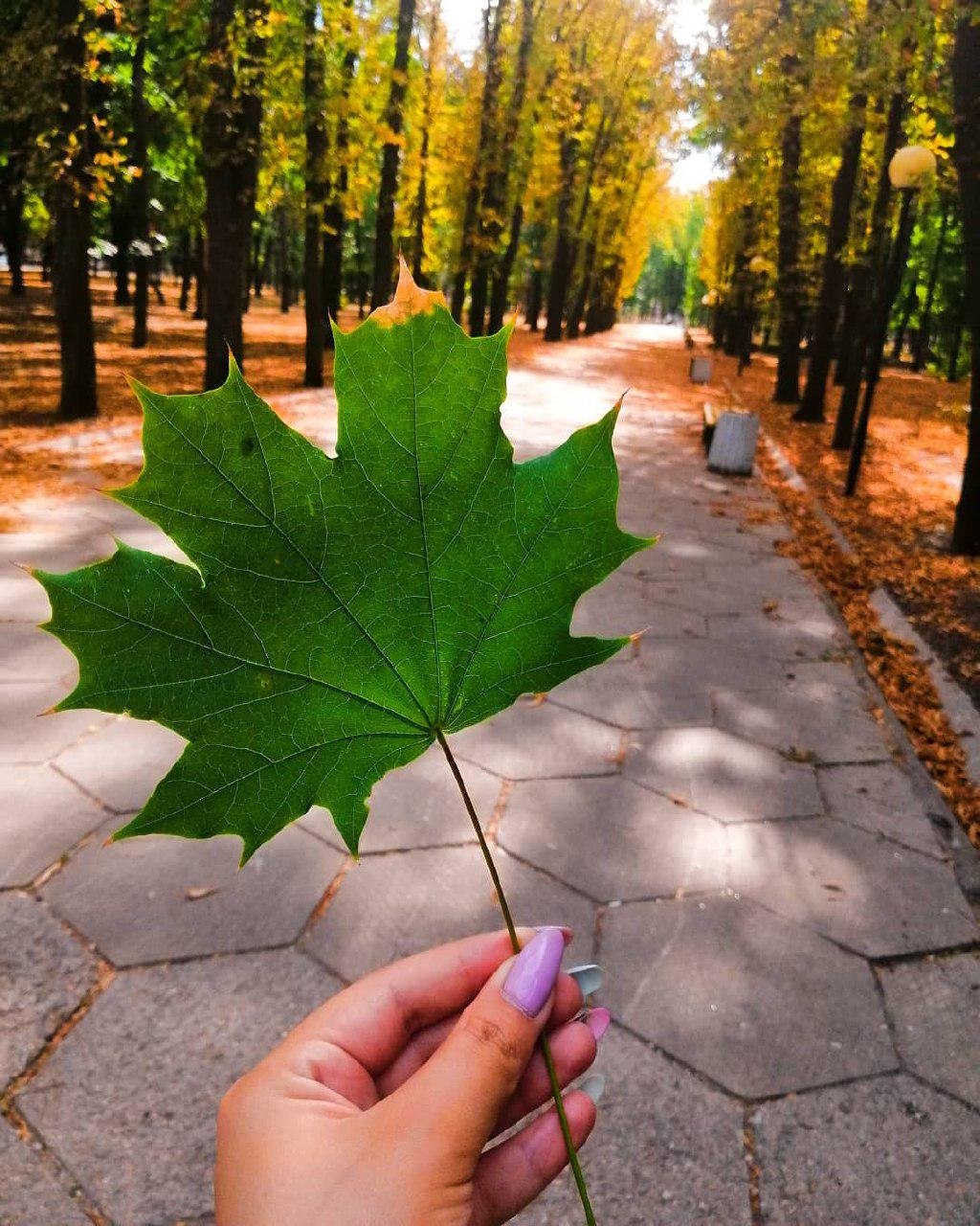 Осень ступает по Днепру. Фото: olishna_16 Осень ступает по Днепру. Фото: olishna_16