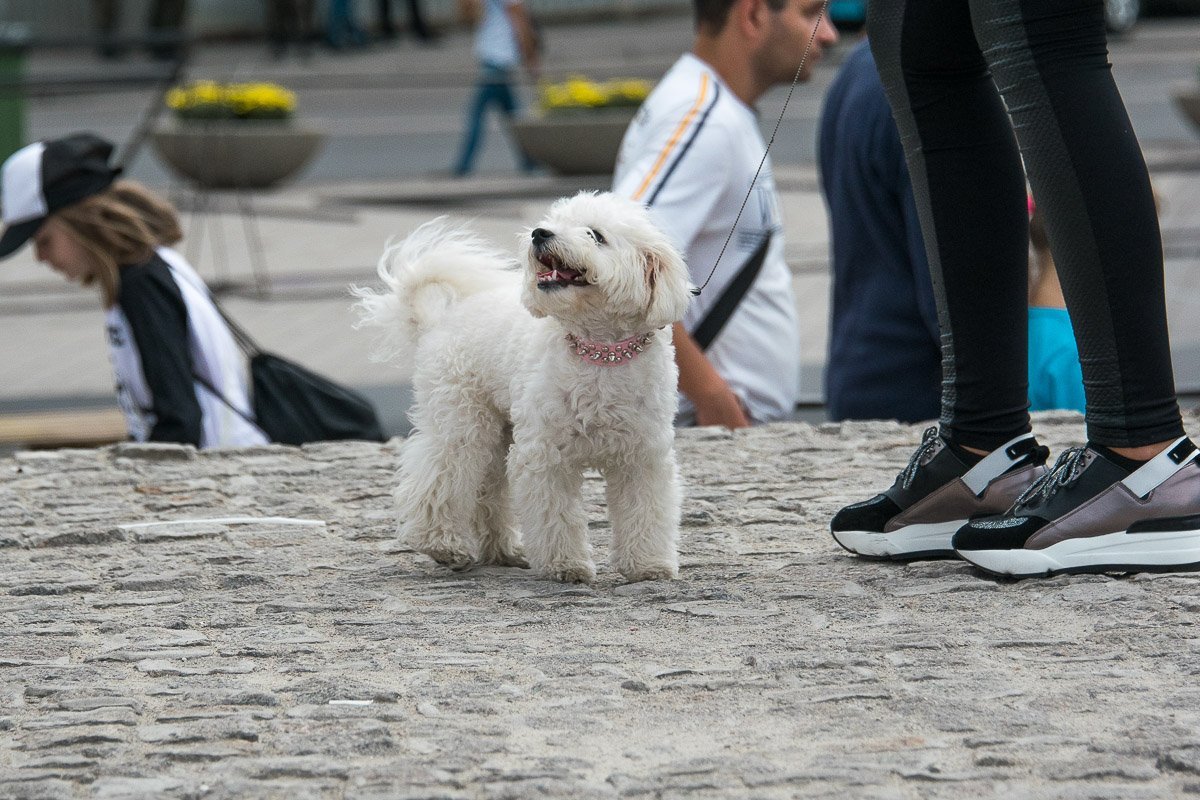 Даже собачке интересно