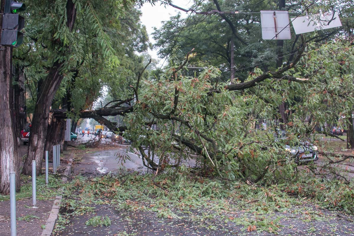 Упавшее дерево полностью перекрыло проезжую часть