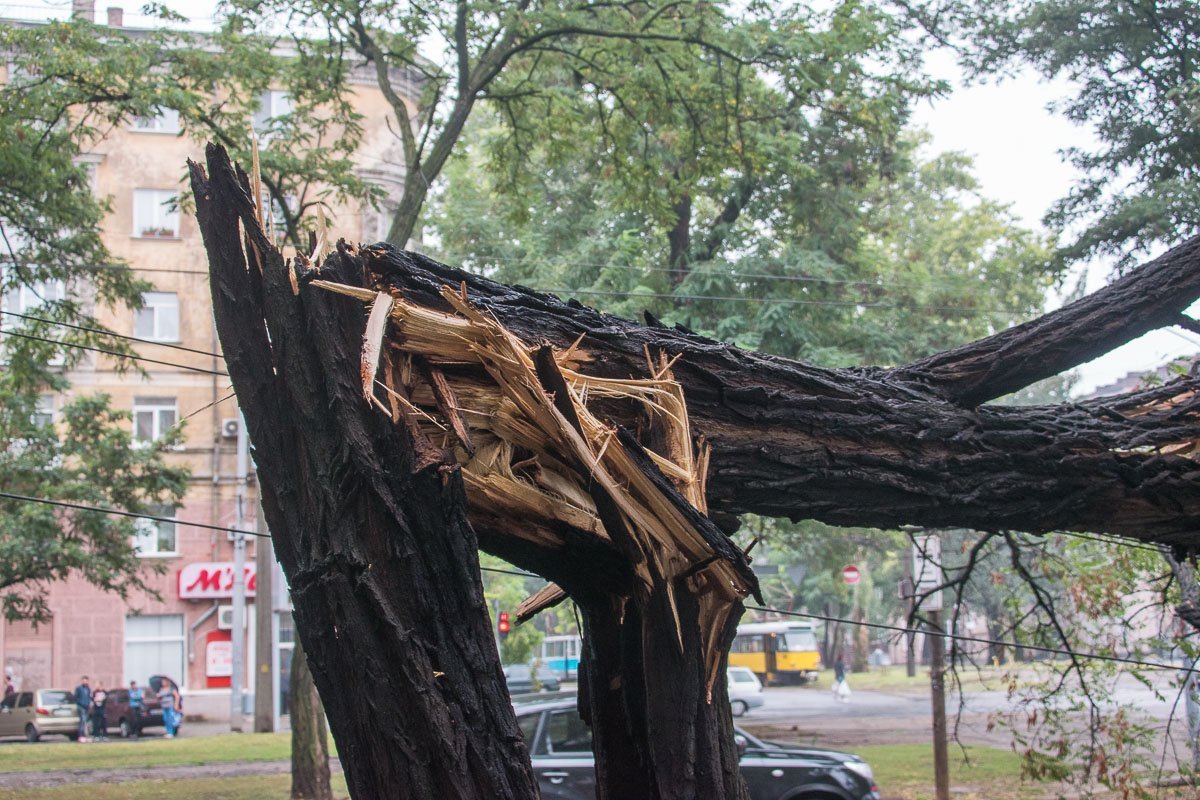 В какой-то момент дерево с грохотом рухнуло на дорогу