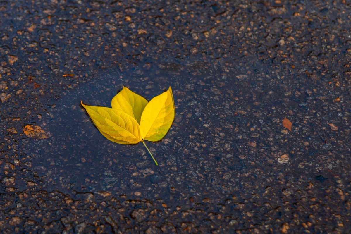 Кажется, осенняя всепоглощающая хандра витает в воздухе Кажется, осенняя всепоглощающая хандра витает в воздухе