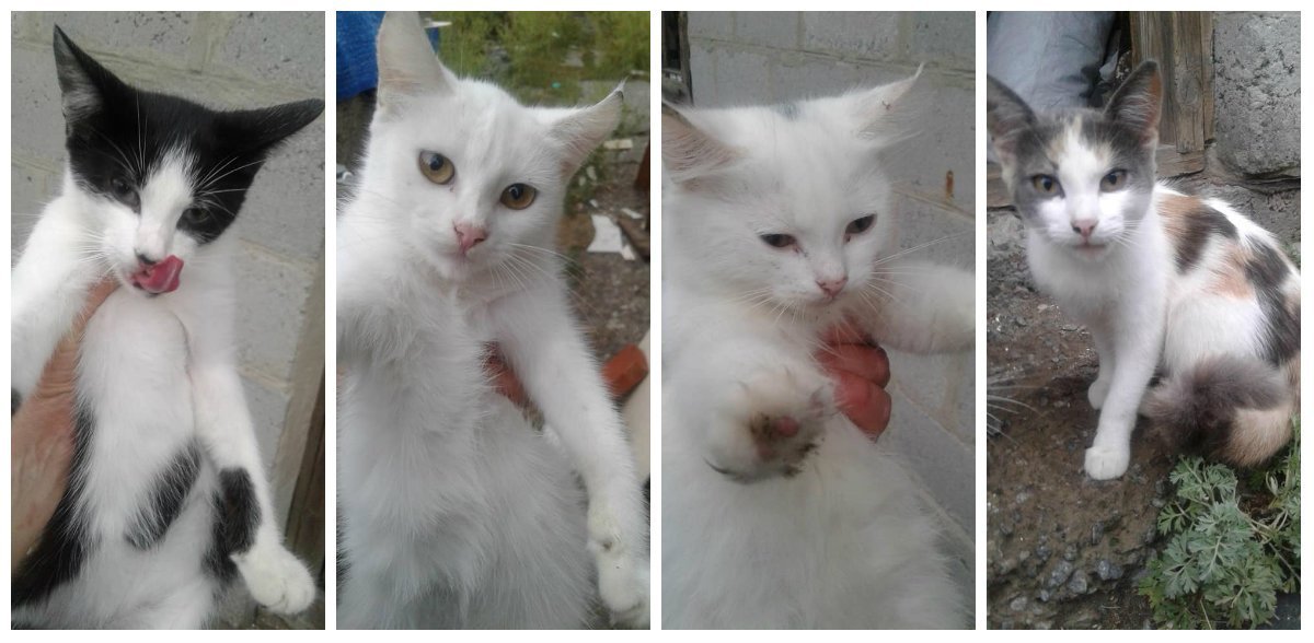 Четверо прекрасных малышей Четверо прекрасных малышей