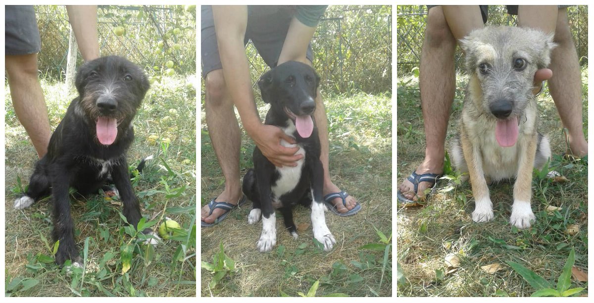 Овчарочки Овчарочки