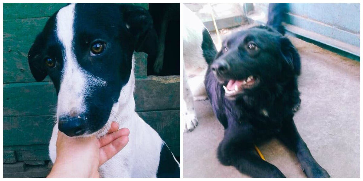 Щенятки улыбаки Щенятки улыбаки